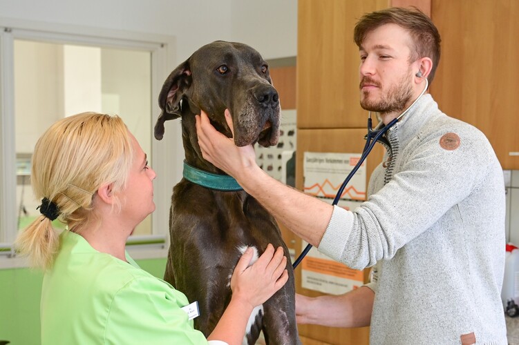 Kleintierpraxis Sehr - unsere Vision